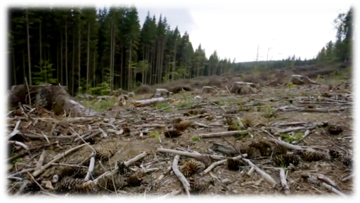 Незаконна вирубка лісів Закарпаття сягнула критичної межі | Зелений Фонд